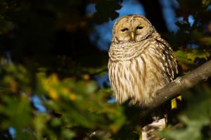 New Barred Owl Additions..